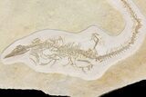 Jurassic Pleurosaur From Solnhofen Limestone - Museum Quality #113304-1
